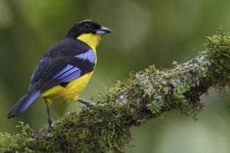 Blue-winged Mountain Tanager (Anisognathus somptuosus), Ecuador, South America