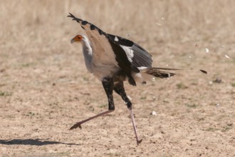 Secretarybird (Sagittarius serpentarius), Northern Cape, South Africa, Africa