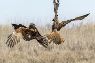 Western Marsh Harrier (Circus aeruginosus) female fighting, Castile-La Mancha, Spain, Europe