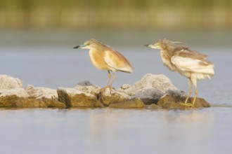 Squacco Heron (Ardeola ralloides), Croatia, Europe