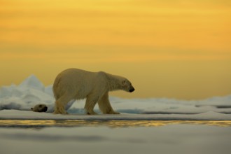 Polar bear on the drift ice with snow, with evening yellow sun, Svalbard, Norway, Europe