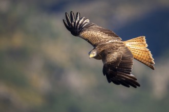 Red Kite (Milvus milvus) flying, Madrid, Spain, Europe