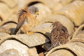 Lesser Kestrel (Falco naumanni) male with young on a roof, Castile-La Mancha, Spain, Europe