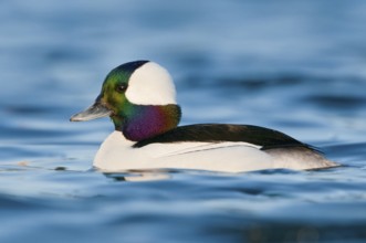 Bufflehead (Bucephala albeola) male, British Columbia, Canada, North America