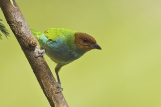 Bay-headed Tanager (Tangara gyrola), Costa Rica, Central America