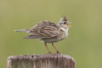 Eurasian Skylark (Alauda arvensis) singing from pale, North Rhine-Westphalia, Germany, Europe