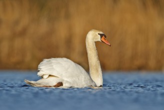 Mute Swan (Cygnus olor), Utrecht, Netherlands