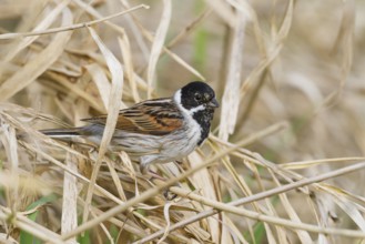 Reed Bunting - Rohrammer - Emberiza schoeniclus ssp. schoeniclus, Germany, adult male, Europe