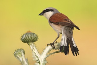 Red-backed Shrike (Lanius collurio) male, Baden-Wuerttemberg, Germany, Europe