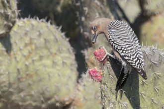 Grey-breasted Woodpecker (Melanerpes hypopolius) perched on a cactus in Oaxaca, Mexico, Central