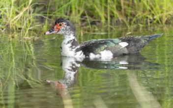 Adulte weibliche Moschusente (Cairina moschata)