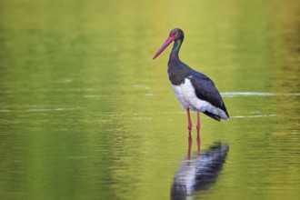 Black Stork (Ciconia nigra) foraging, Saxony-Anhalt, Germany, Europe
