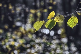 Green-yellow leaves in front of a bokeh-rich, light-flooded background, Krefeld