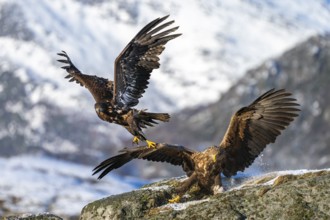 White-tailed eagle (Haliaeetus albicilla), fighting, Lofoten, Norway, Europe
