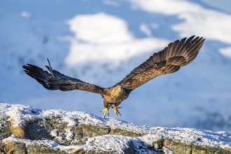 White-tailed eagle (Haliaeetus albicilla), on take-off, Lofoten, Norway, Europe