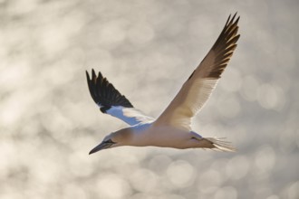 Northern gannet (Morus bassanus) flying over the sea, wildlife, Helgoland, Germany, Europe