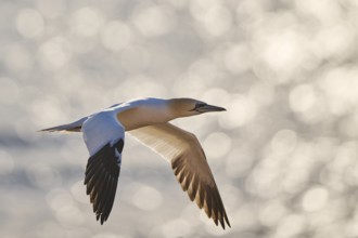 Northern gannet (Morus bassanus) flying over the sea at sunset, wildlife, Helgoland, Germany,