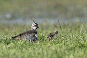 Lapwing (Vanellus vanellus) with young, Lower Saxony, Germany, Europe