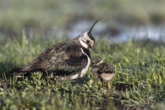 Lapwing (Vanellus vanellus) with young, Lower Saxony, Germany, Europe