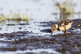 Young lapwing (Vanellus vanellus), Lower Saxony, Germany, Europe