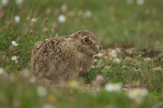 European brown hare (Lepus europaeus) juvenile leveret animal resting amongst flowers in summer,