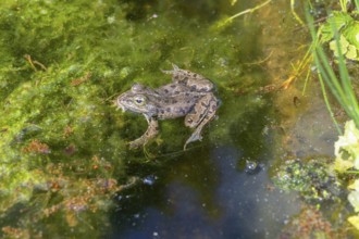 Grass frog (Rana temporaria) in a pond, Erlangen Botanical Garden, Middle Franconia, Bavaria,