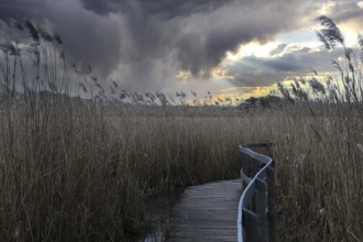 Footbridge into the reed zone of the lake, Brandenburg, Germany, Europe