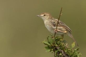 Stout Cisticola (Cisticola robustus), Masai Mara, Kenya, Africa