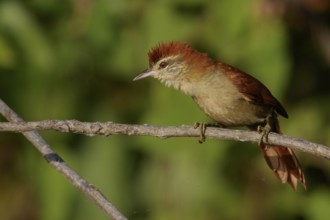 Rusty-backed Spinetail (Cranioleuca vulpina) in the Pantanal region of Brazil