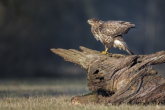Common Buzzard (Buteo buteo) perched on stump, Saxony-Anhalt, Germany, Europe