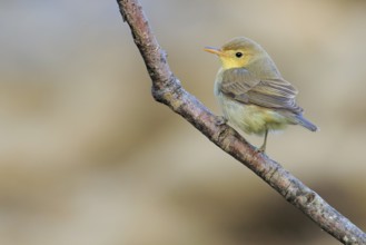 Melodious Warbler (Hippolais polyglotta) juvenile perched on a branch, Andalusia, Spain, Europe
