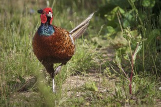 Common Pheasant (Phasianus colchicus) adult male, Bempton, United Kingdom, Europe