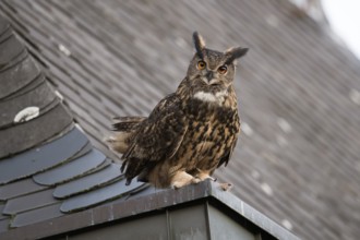 Eurasian Eagle-Owl (Bubo bubo) perched on the roof of a church, North Rhine-Westphalia, Germany,
