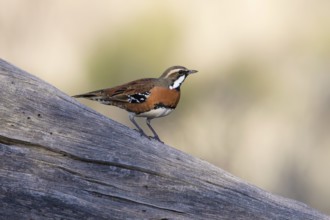 Chestnut-breasted Quail-thrush (Cinclosoma castaneothorax) male, New South Wales, Australia,