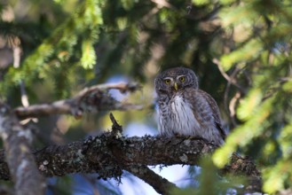 Eurasian Pygmy Owl (Glaucidium passerinum) female, Austria, Europe