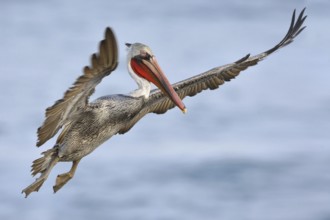 Brown Pelican (Pelecanus occidentalis), California, USA, North America