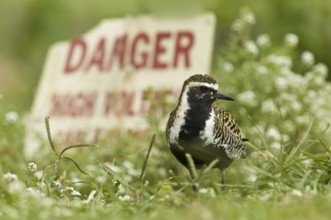 Pacific Golden Plover (Pluvialis fulva), Hawaii, USA, North America