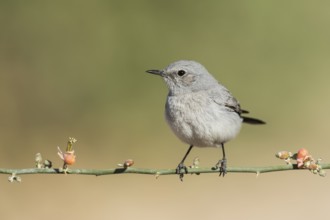 Blackstart (Oenanthe melanura), Eilat, Israel, Asia