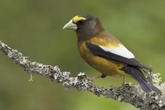 Evening Grosbeak (Hesperiphona vespertina) male, British Columbia, Canada, North America