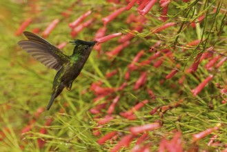 Antillean crested hummingbird (Orthorhyncus cristatus) flying and feeding at a flower on the