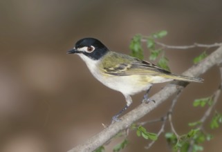 Black-capped Vireo (Vireo atricapilla), Texas, USA, North America