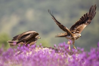 Red Kite & Black Kite (Milvus milvus & Milvus migrans), Madrid, Spain, Europe