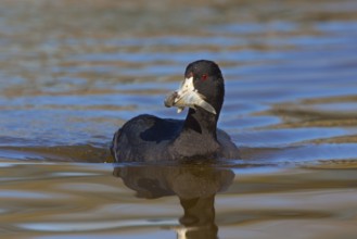 American Coot Fulica americana Gilbert Water Ranch, Gilbert, Arizona, United States 17 January