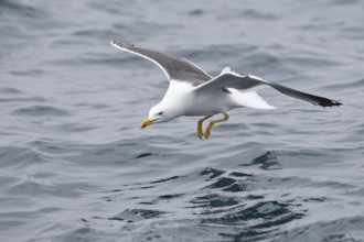 Lesser Black-backed Gull (Larus fuscus) flying, North Sea, Germany, Europe