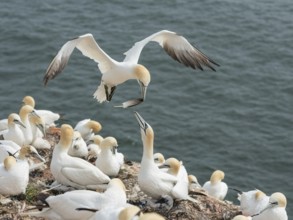 Northern Gannet (Morus bassanus) colony, Schleswig-Holstein, Germany, Europe