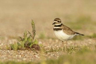 Killdeer (Charadrius vociferus) male, Texas, USA, North America