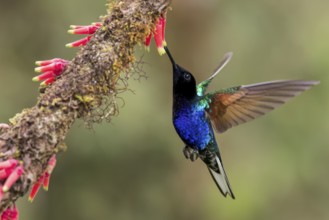 Velvet-purple Coronet (Boissonneaua jardini) flying while feeding at a flower in Colombia, South