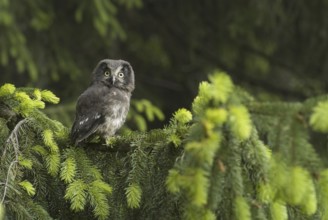 Boreal Owl (Aegolius funereus), Saxony, Germany, Europe