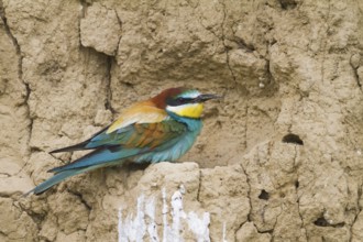 European Bee-eater (Merops apiaster), Hungary, Europe