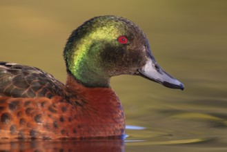 Chestnut Teal (Anas castanea), Victoria, Australia, Oceania